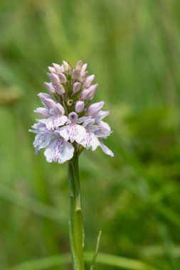 Çiçek açan bir çalılık benekli orkideye (dactylorhiza maculata) yakın plan