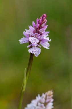 Çiçek açan bir çalılık benekli orkideye (dactylorhiza maculata) yakın plan