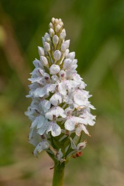 Çiçek açan bir çalılık benekli orkideye (dactylorhiza maculata) yakın plan
