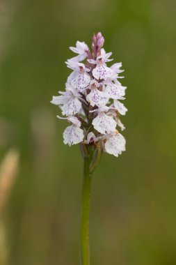 Çiçek açan bir çalılık benekli orkideye (dactylorhiza maculata) yakın plan