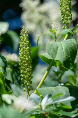 Çiçeklerin çiçek açması için Hint pokeweed 'ine (phytolacca acinosa) yakın plan