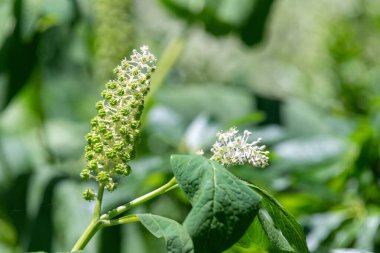Çiçeklerin çiçek açması için Hint pokeweed 'ine (phytolacca acinosa) yakın plan