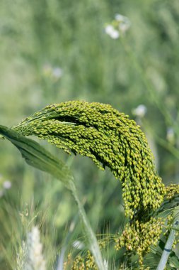 Proso darı 'nı kapat (Panicum miliaceum)