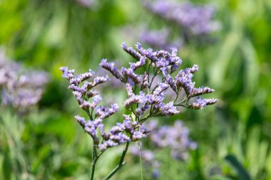 Yaygın deniz lavantasına (limonyum vulgare) çiçek açarken yakın plan