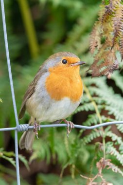 Avrupa ardıç kuşu portresi (erithacus rubecula) tel bir çite konmuş