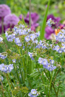Çiçek açan Jacobs merdiveninin (polemonyum caeruleum) kapağı