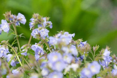 Çiçek açan Jacobs merdiveninin (polemonyum caeruleum) kapağı