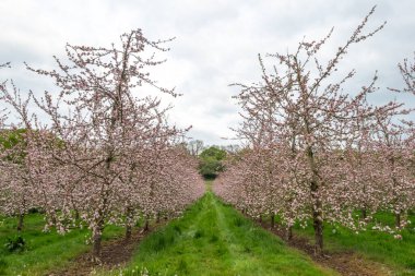 Modern elma bahçesinde elma çiçeği açıyor.