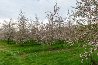 Modern elma bahçesinde elma çiçeği açıyor.