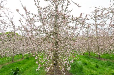 Modern elma bahçesinde elma çiçeği açıyor.