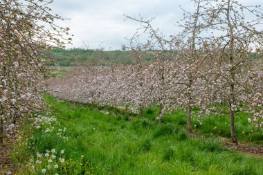 Modern elma bahçesinde elma çiçeği açıyor.