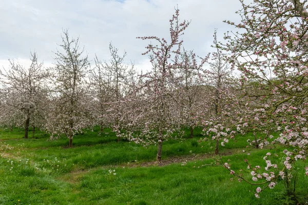 Modern elma bahçesinde elma çiçeği açıyor.