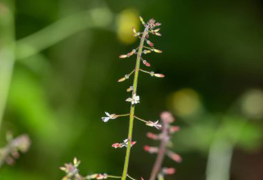 Geniş yapraklı bir büyücünün gölgesinde (sirkaea lutetiana) çiçek açar