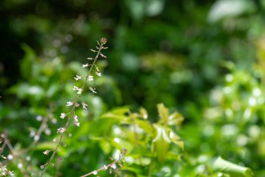 Geniş yapraklı bir büyücünün gölgesinde (sirkaea lutetiana) çiçek açar