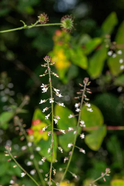 Geniş yapraklı bir büyücünün gölgesinde (sirkaea lutetiana) çiçek açar
