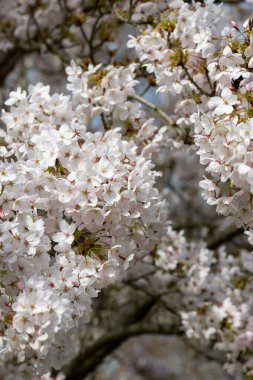 Çiçek açmış beyaz kiraz çiçeklerine yaklaş
