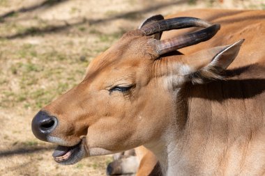 Esaret altındaki bir bantenin (bos javanicus) kafasından vuruşu