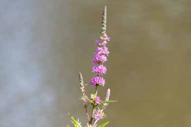 Çiçekler açan mor gevşeme (lythrum salicaria) çiçeklerine yaklaş