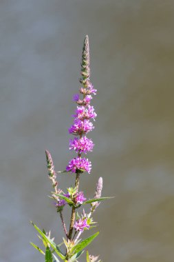 Çiçekler açan mor gevşeme (lythrum salicaria) çiçeklerine yaklaş