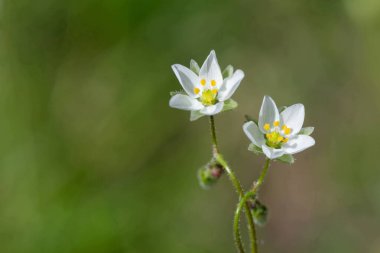 Çiçek açan mısır serpintisi (spergula arvensis) çiçeklerini kapat