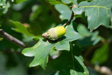 Bir İngiliz meşe ağacındaki meşe palamudunu kapat (quercus robur)
