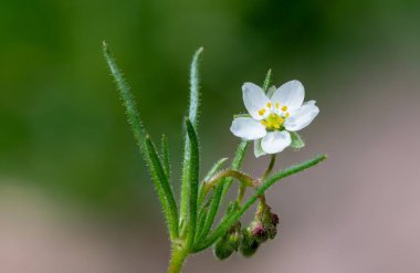 Çiçek açmış bir mısır serpintisinin (spergula arvensis) kapağını kapat