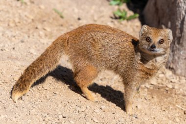 Sarı bir firavun faresinin portresi (Snictis penicllata)