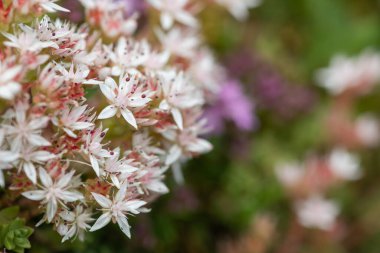 Çiçek açan İngiliz taşının (sedum anglicum) kapanışı
