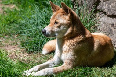 Bir dingonun portresi (kanis lupus dingo) çimenlerde dinleniyor