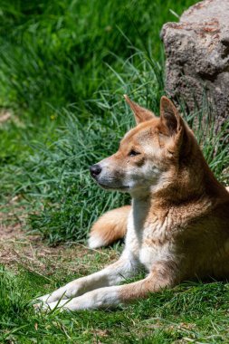 Bir dingonun portresi (kanis lupus dingo) çimenlerde dinleniyor