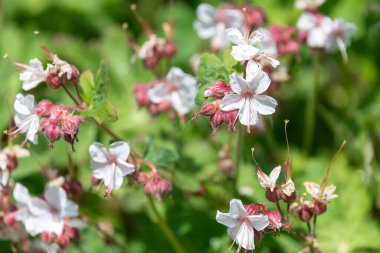 Bigroot sardunyasını kapat (sardunya makrhizum spessart) çiçek açar
