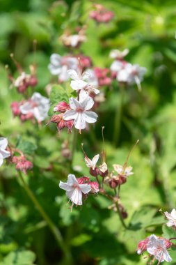 Bigroot sardunyasını kapat (sardunya makrhizum spessart) çiçek açar