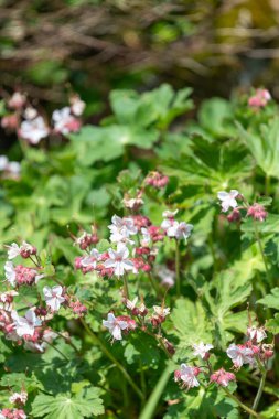 Bigroot sardunyasını kapat (sardunya makrhizum spessart) çiçek açar
