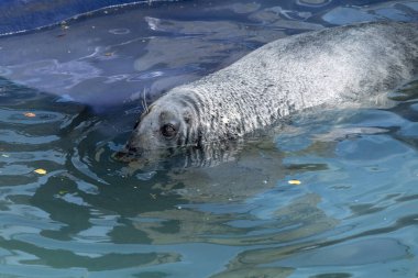 Suya erişkin bir foca vitulina (foca vitulina) yakın çekim