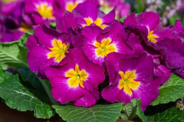 Çiçek açmış pembe polyanthus çuha çiçeklerine yakın