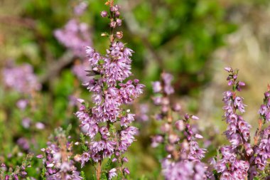 Çiçek açarken ortak fundaya (calluna vulgaris) yaklaş