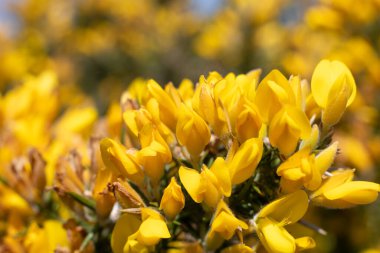 Çiçekler açan ortak gorse (ulex europaeus) çiçeklerini kapat