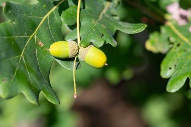 İngiliz meşe ağacındaki meşe palamudunu kapat (quercus robur)