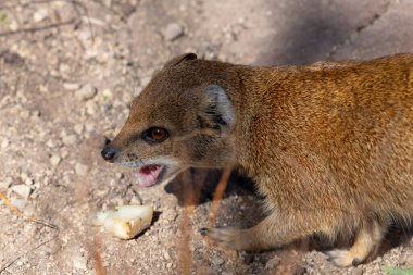 Sarı bir firavun faresinin portresi (Snictis penicllata)