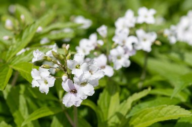 Pinnatif mercan kökü (kardamine heptaphylla) çiçeklerinin çiçek açmasını engeller