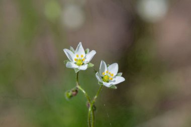 Çiçek açan mısır serpintisi (spergula arvensis) çiçeklerini kapat