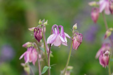Çiçek açmış pembe bir çiçek gibi.