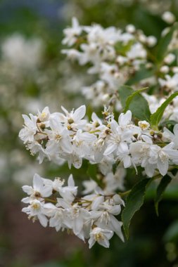 İnce deutzia (Deutzia gracilis) çiçeklerinin açılışını kapat