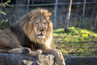 Afrikalı Aslan Sığınakta Büyük Bir Kayanın Üzerinde Dinleniyor