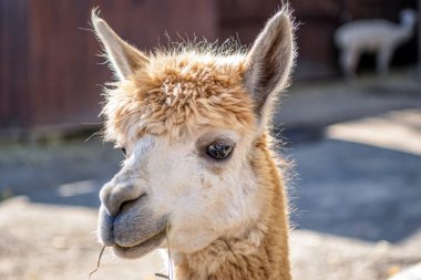Alpaca Yakın Çekim Bir Çiftlikte Kafa Vuruşu