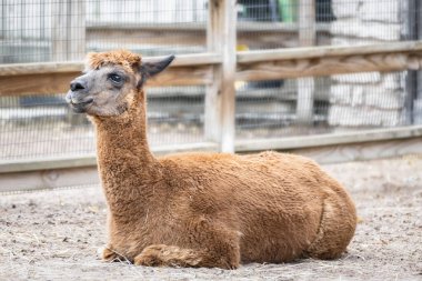 Alpaca Çiftlikte Dinleniyor