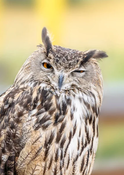 Closeup Head Shot Sleeping Eastern Screech Owl One Eye Opened — Foto de Stock