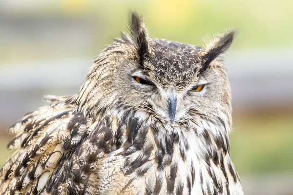 Närbild Head Skott Östra Skrik Uggla Halvögd Öppnas — Stockfoto