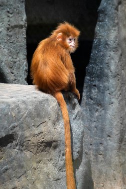 Bebek Javan Langur Maymunun Tam Vücut Vuruşu