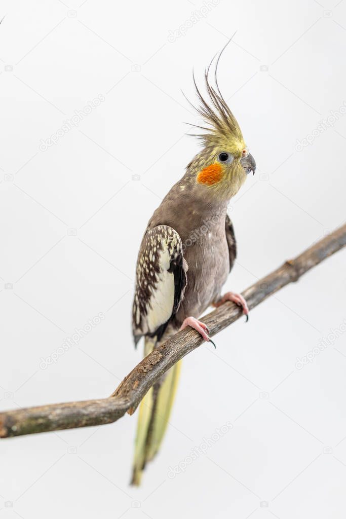 Full Body Shot of a Cockatiel Parrot Perching on a Bamboo Stick against White Background